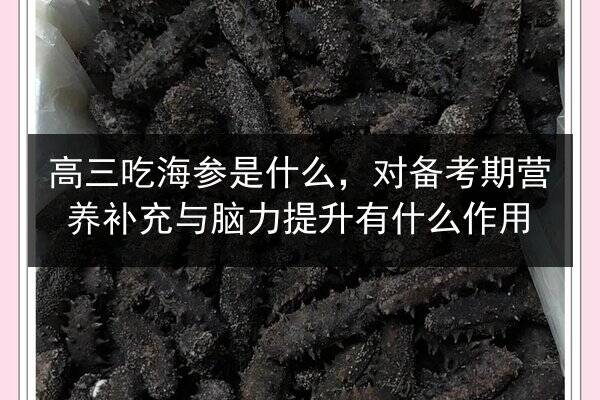 高三吃海参是什么,对备考期营养补充与脑力提升有什么作用