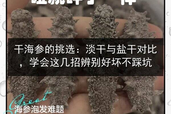 干海参的挑选:淡干与盐干对比,学会这几招辨别好坏不踩坑