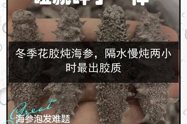 冬季花胶炖海参，隔水慢炖两小时最出胶质