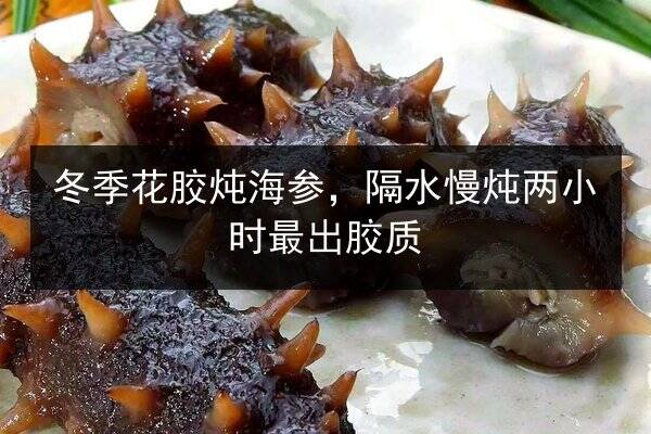 冬季花胶炖海参，隔水慢炖两小时最出胶质