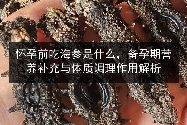怀孕前吃海参是什么，备孕期营养补充与体质调理作用解析