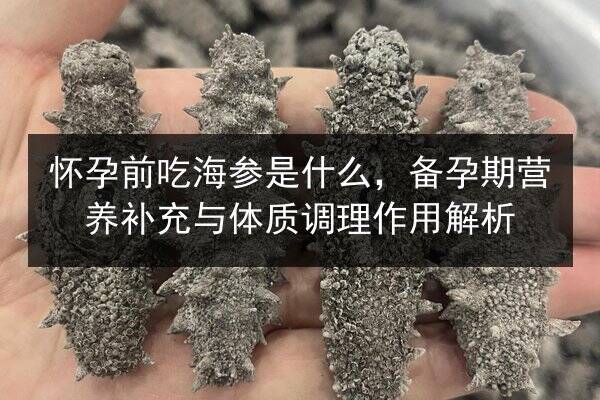 怀孕前吃海参是什么，备孕期营养补充与体质调理作用解析