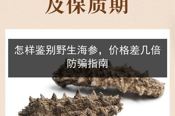 怎样鉴别野生海参,价格差几倍防骗指南