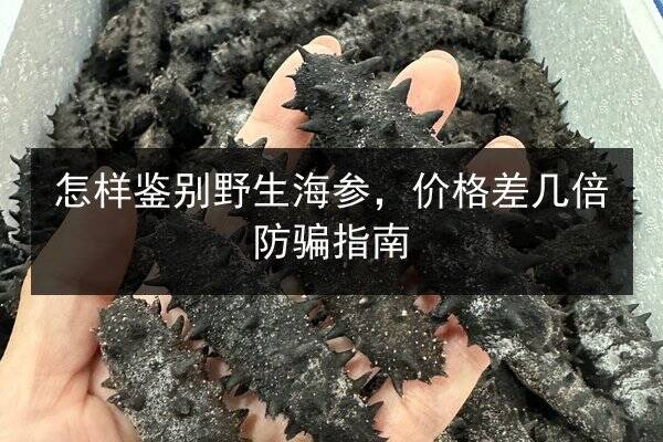 怎样鉴别野生海参,价格差几倍防骗指南