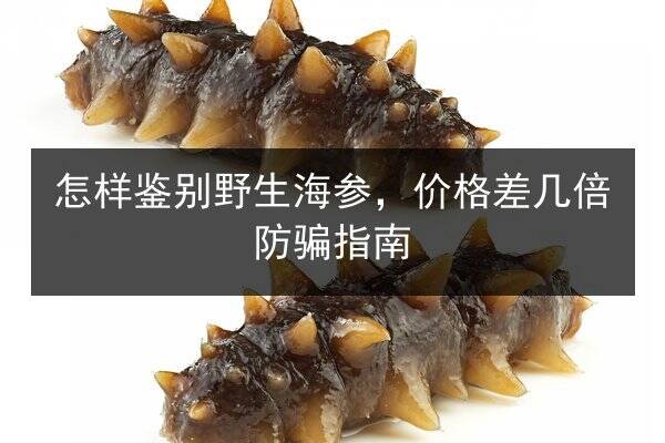 怎样鉴别野生海参,价格差几倍防骗指南