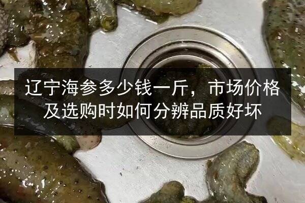 辽宁海参多少钱一斤，市场价格及选购时如何分辨品质好坏