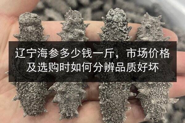 辽宁海参多少钱一斤，市场价格及选购时如何分辨品质好坏