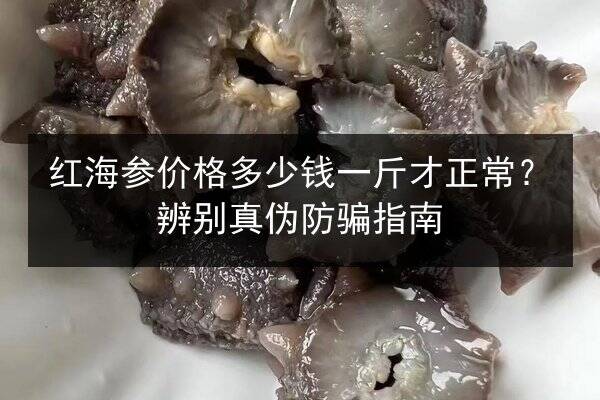 红海参价格多少钱一斤才正常?辨别真伪防骗指南