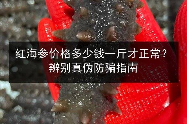 红海参价格多少钱一斤才正常?辨别真伪防骗指南