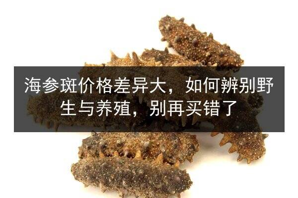 海参斑价格差异大，如何辨别野生与养殖，别再买错了
