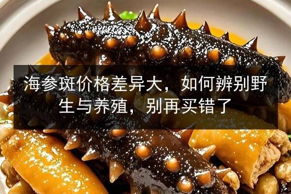 海参斑价格差异大，如何辨别野生与养殖，别再买错了
