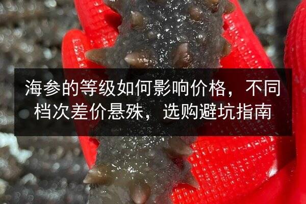 海参的等级如何影响价格，不同档次差价悬殊，选购避坑指南