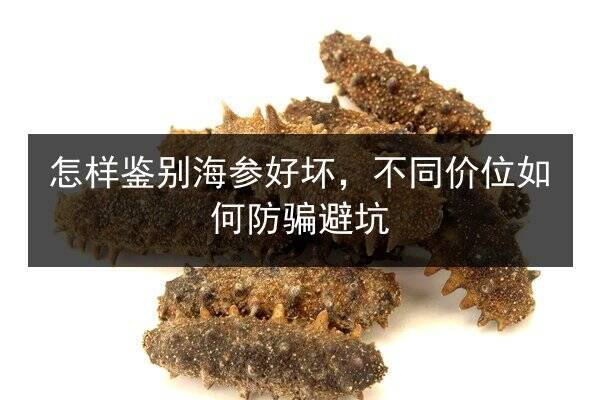 怎样鉴别海参好坏,不同价位如何防骗避坑