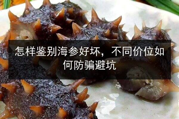 怎样鉴别海参好坏,不同价位如何防骗避坑