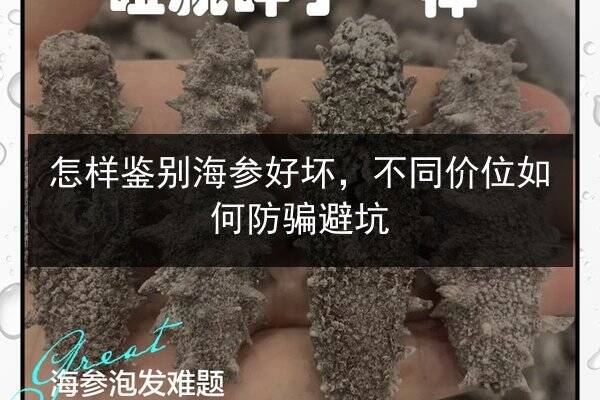 怎样鉴别海参好坏,不同价位如何防骗避坑
