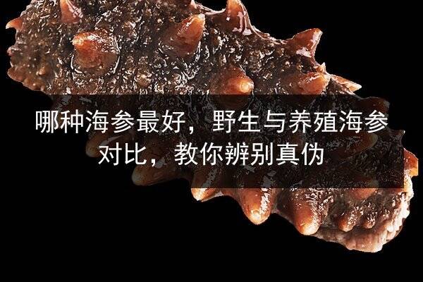 哪种海参最好，野生与养殖海参对比，教你辨别真伪