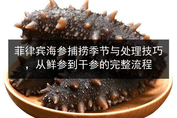 菲律宾海参捕捞季节与处理技巧，从鲜参到干参的完整流程
