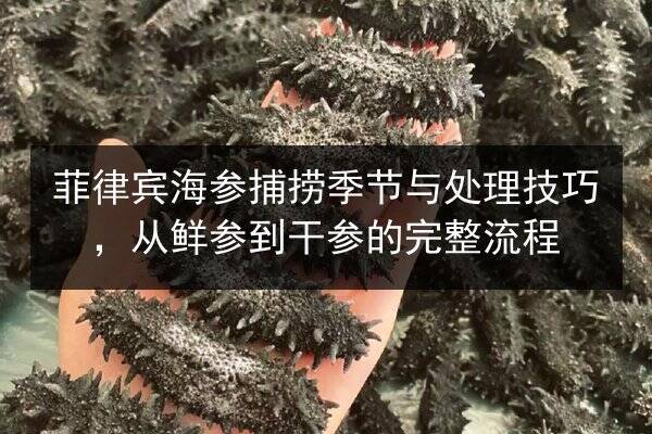 菲律宾海参捕捞季节与处理技巧，从鲜参到干参的完整流程
