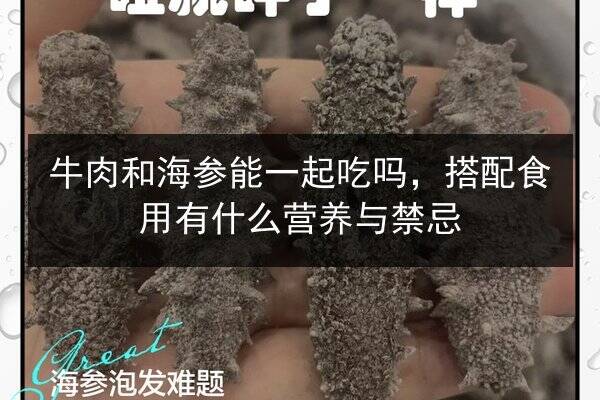 牛肉和海参能一起吃吗，搭配食用有什么营养与禁忌