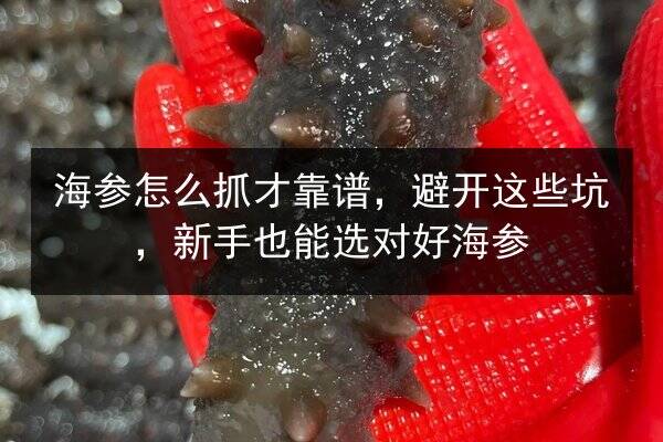 海参怎么抓才靠谱，避开这些坑，新手也能选对好海参