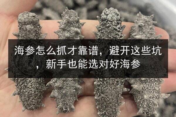 海参怎么抓才靠谱，避开这些坑，新手也能选对好海参