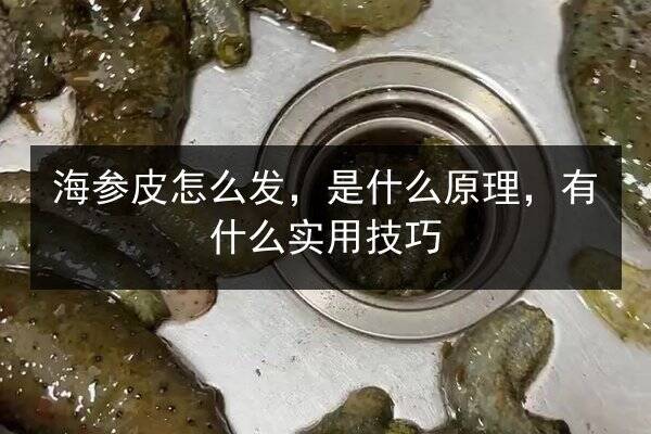 海参皮怎么发，是什么原理，有什么实用技巧