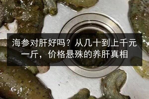 海参对肝好吗?从几十到上千元一斤,价格悬殊的养肝真相