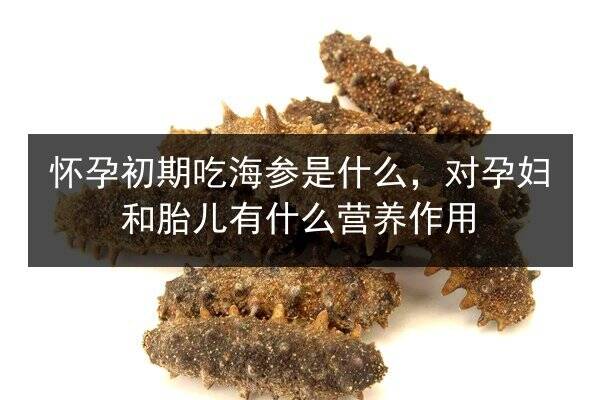 怀孕初期吃海参是什么，对孕妇和胎儿有什么营养作用