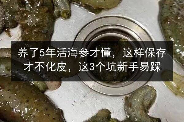 养了5年活海参才懂,这样保存才不化皮,这3个坑新手易踩