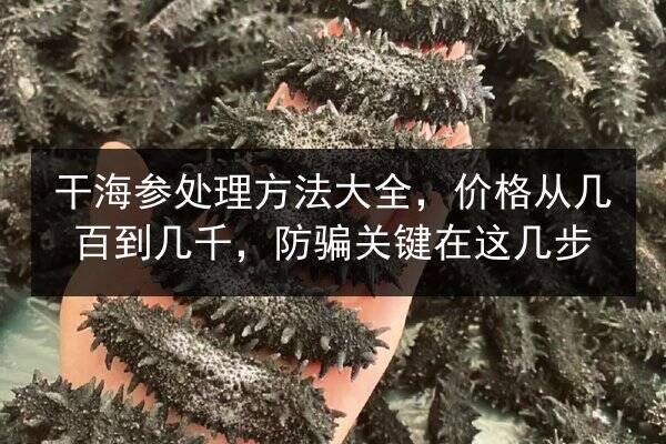干海参处理方法大全,价格从几百到几千,防骗关键在这几步