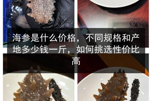 海参是什么价格，不同规格和产地多少钱一斤，如何挑选性价比高