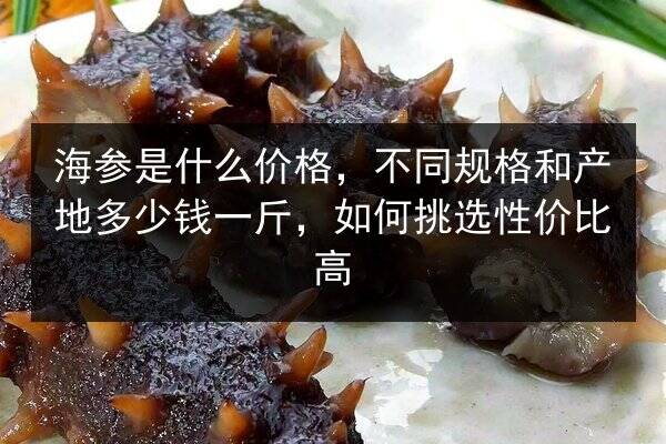 海参是什么价格，不同规格和产地多少钱一斤，如何挑选性价比高