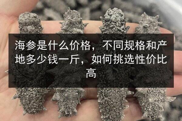 海参是什么价格，不同规格和产地多少钱一斤，如何挑选性价比高