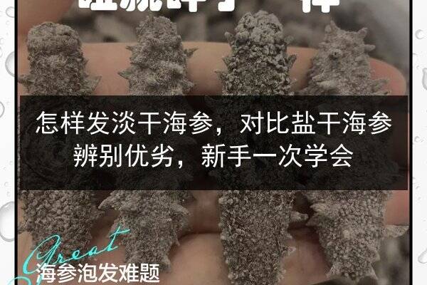 怎样发淡干海参,对比盐干海参辨别优劣,新手一次学会