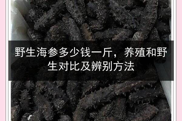 野生海参多少钱一斤,养殖和野生对比及辨别方法
