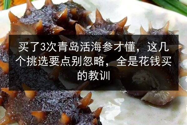买了3次青岛活海参才懂,这几个挑选要点别忽略,全是花钱买的教训