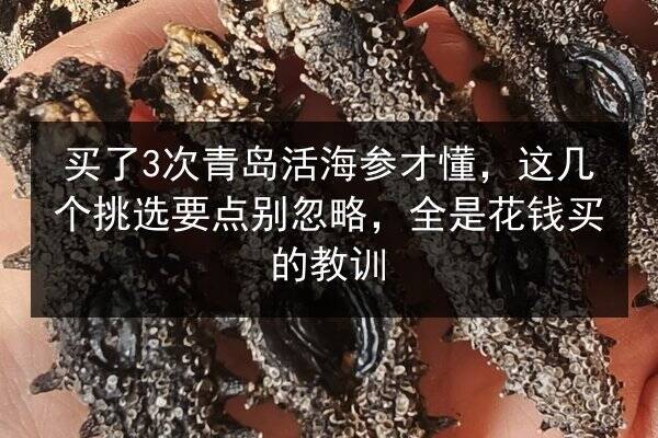 买了3次青岛活海参才懂,这几个挑选要点别忽略,全是花钱买的教训