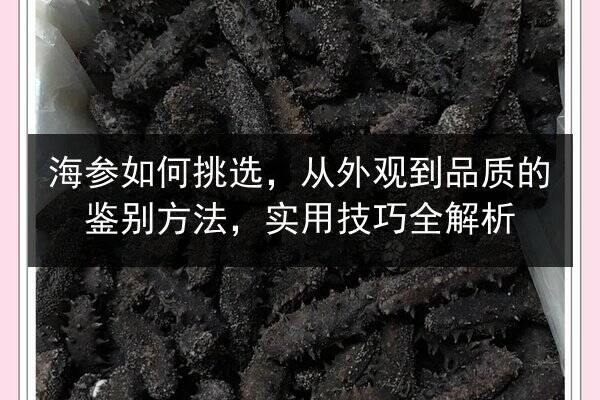 海参如何挑选,从外观到品质的鉴别方法,实用技巧全解析