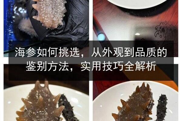 海参如何挑选,从外观到品质的鉴别方法,实用技巧全解析