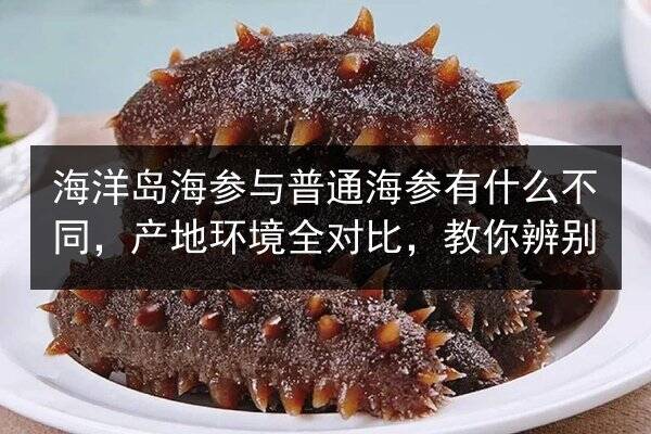 海洋岛海参与普通海参有什么不同，产地环境全对比，教你辨别