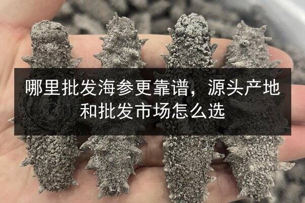 哪里批发海参更靠谱，源头产地和批发市场怎么选