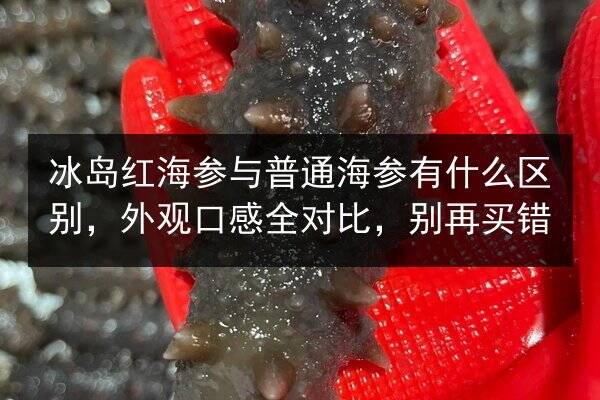 冰岛红海参与普通海参有什么区别，外观口感全对比，别再买错