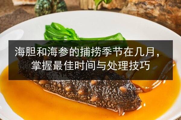 海胆和海参的捕捞季节在几月，掌握最佳时间与处理技巧