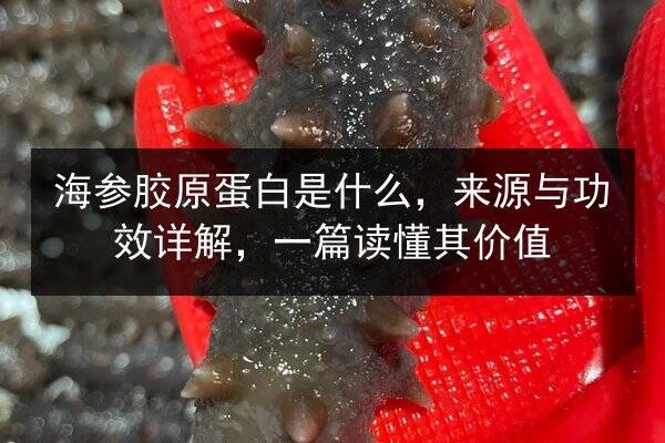 海参胶原蛋白是什么,来源与功效详解,一篇读懂其价值