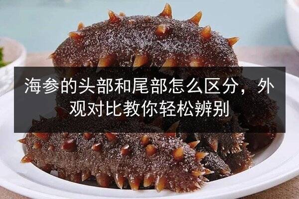 海参的头部和尾部怎么区分,外观对比教你轻松辨别