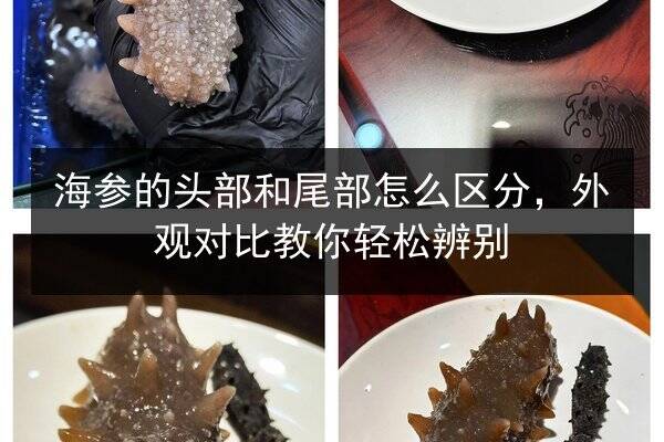 海参的头部和尾部怎么区分,外观对比教你轻松辨别