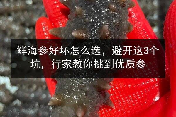 鲜海参好坏怎么选，避开这3个坑，行家教你挑到优质参