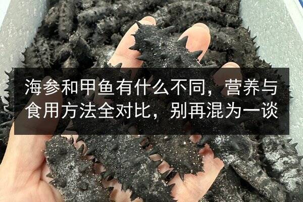 海参和甲鱼有什么不同，营养与食用方法全对比，别再混为一谈