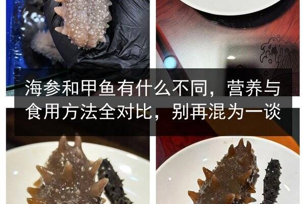 海参和甲鱼有什么不同，营养与食用方法全对比，别再混为一谈