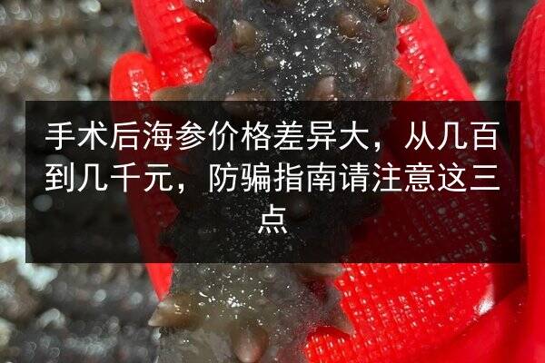 手术后海参价格差异大,从几百到几千元,防骗指南请注意这三点